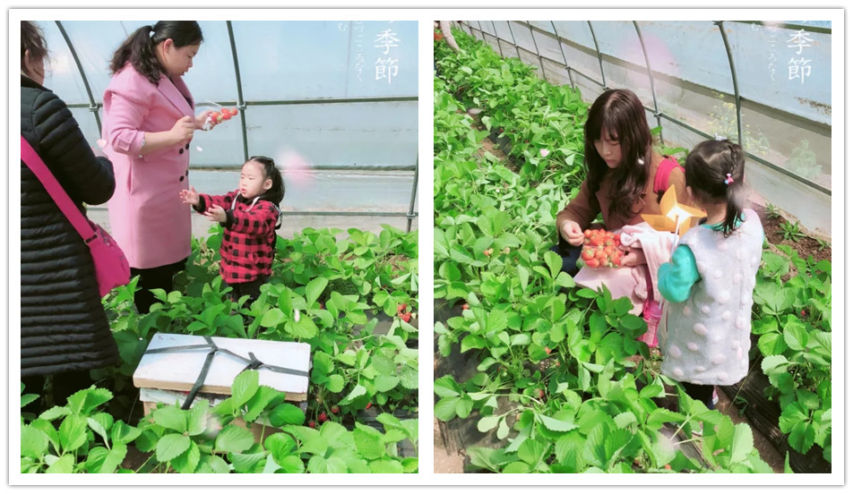 BBunion邯郸慧谷中心：草莓采摘小能手